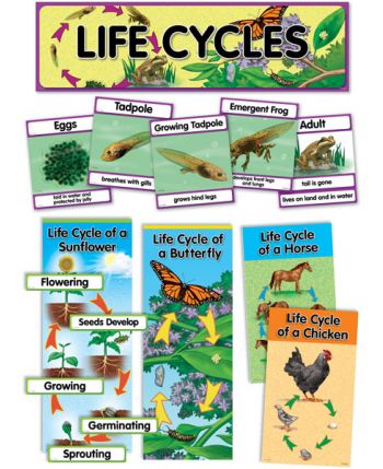 Life Cycles Mini Bulletin Board Set CTP1764