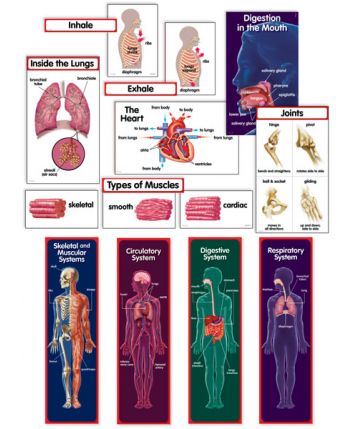 Human Body Mini Bulletin Board Set CTP1768