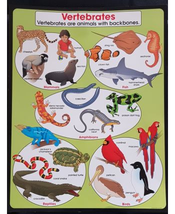 Vertebrates Chart CD6386