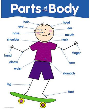 Parts of the Body Chart CTP5700