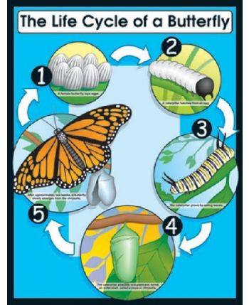Life Cycle of a Butterfly Chart CD6355