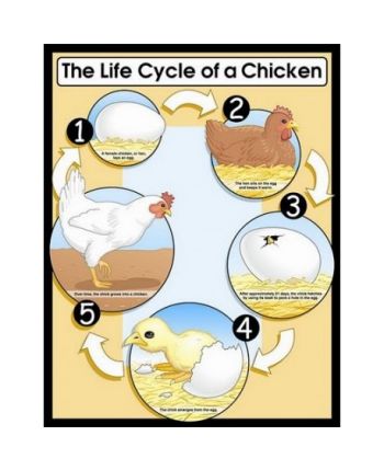 Life Cycle of a Chicken Chart CD6356