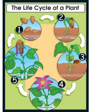 Life Cycle of a Plant Chart CD6358