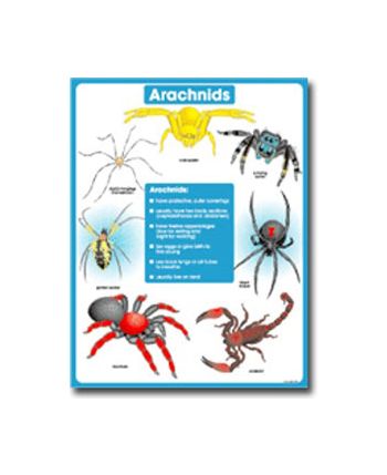 Arachnids Chart CD6383