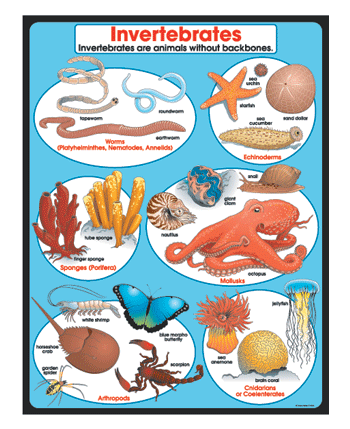 Invertebrates Chart CD6385