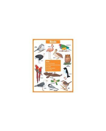 Birds Chart CD6388