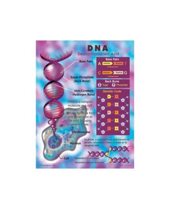 DNA Chart CD5925