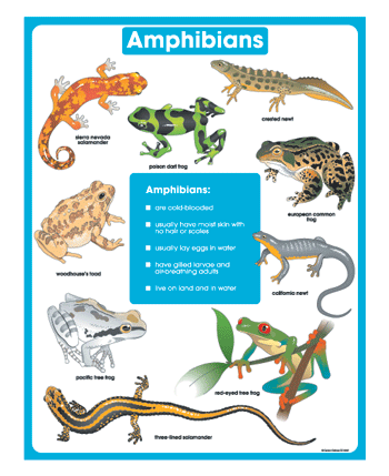 Amphibians Chart CD6387