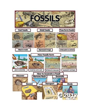 Fossils Mini Bulletin Board Set CTP1765