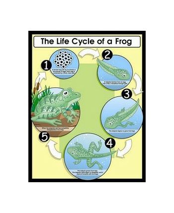 Life Cycle of a Frog Chart CD6357
