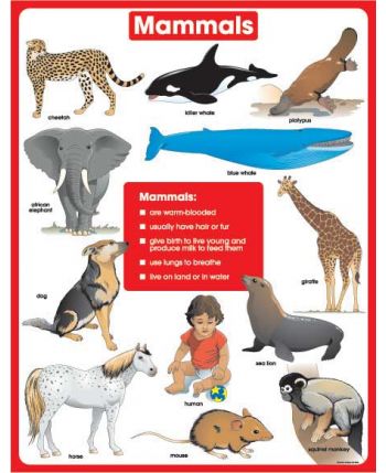 Mammals Chart CD6390