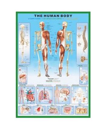 Poster: Human Body